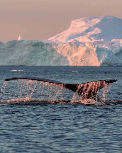 Whale dive near Ilulissat among icebergs. Their source is by the Jakobshavn glacier.