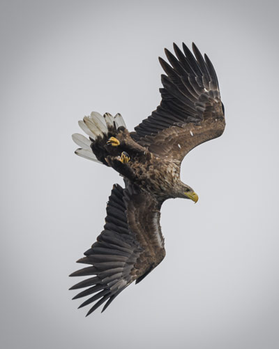 White tail sea eagles on the hunt on the Isle of Mull In Scotland