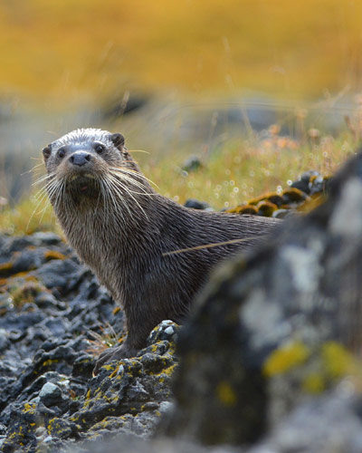 Wild european otter on the Isle of Mull, Scotland, UK