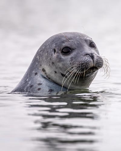 A young seal in Iceland